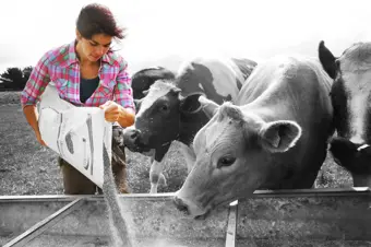 Farmer feeding cows