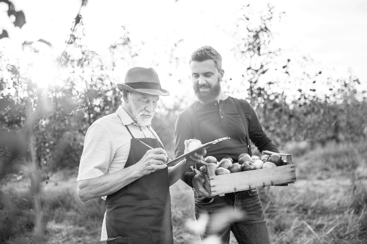 Farmers picking apples 